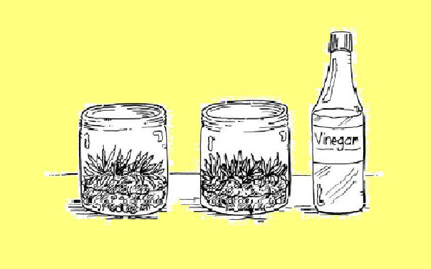 ACID RAIN Kills Plants!!